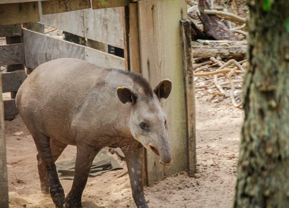 Conférence exceptionnelle au CERZA :« Expédition Pantanal 2025 –
