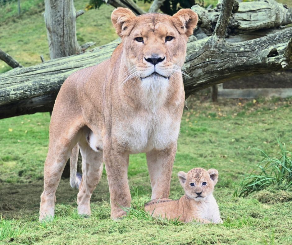 naissance de lionceaux au CERZA en Normandie ©CERZA