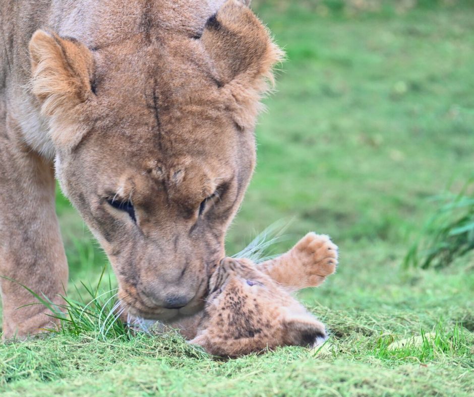 naissance de lionceaux au CERZA en Normandie ©CERZA