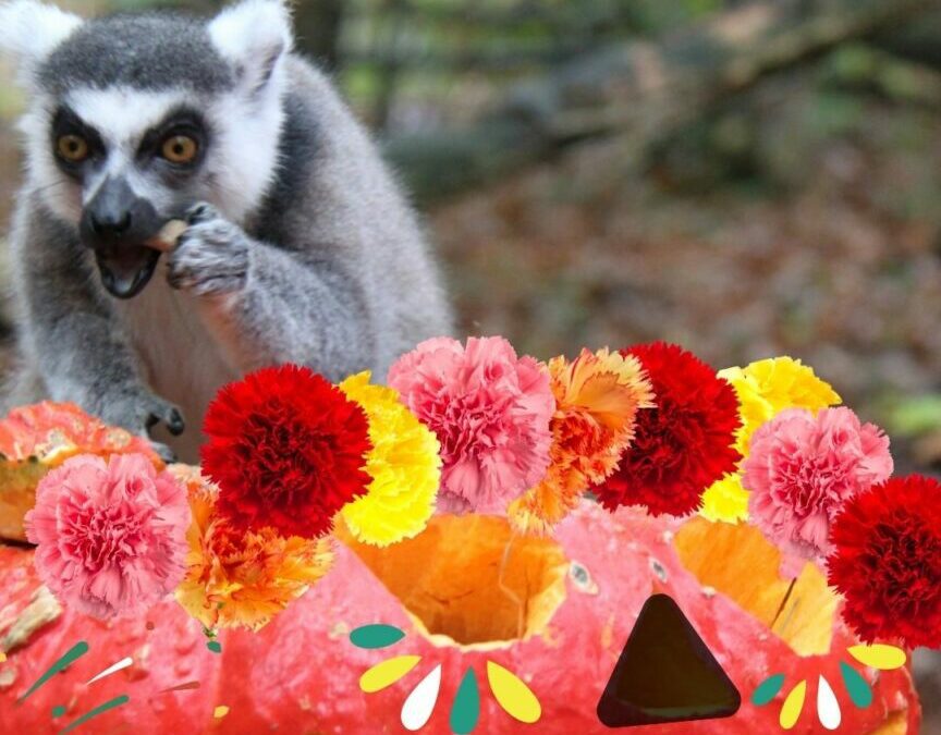 Dia de los muertos s’invite au CERZA pour Halloween