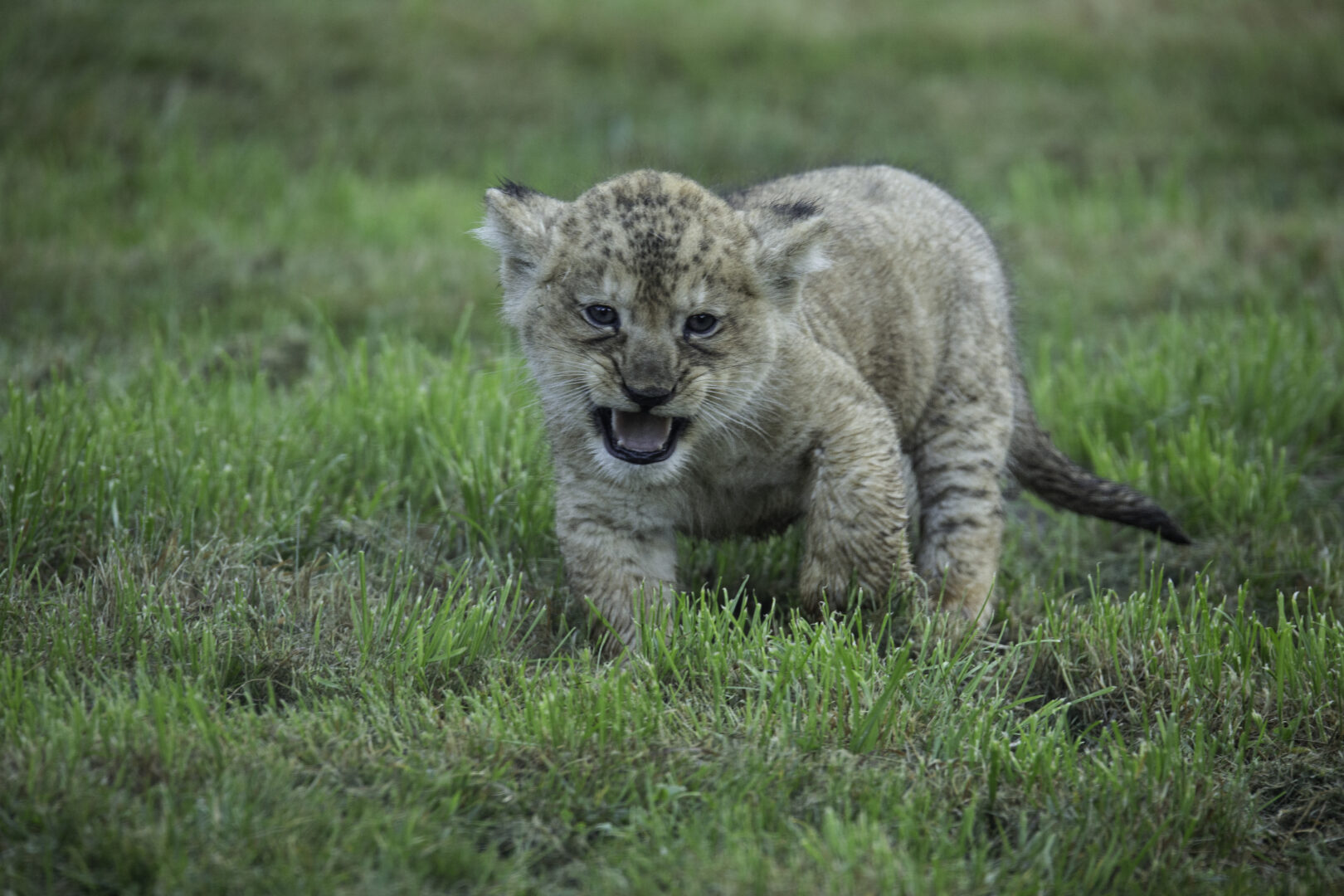 naissance de lionceaux au CERZA en Normandie ©Wieczorek
