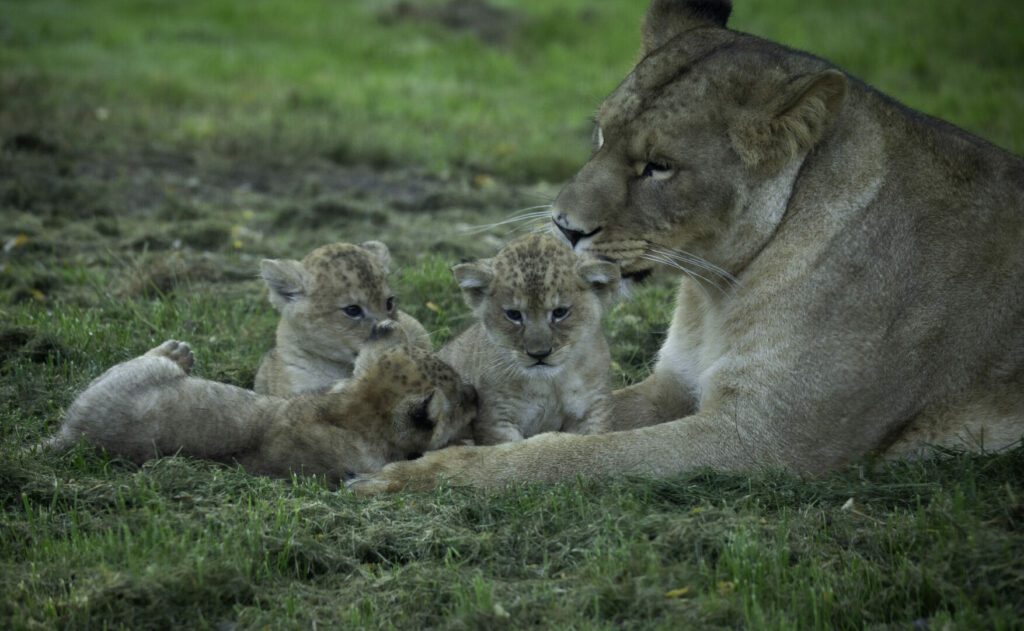 naissance de lionceaux au CERZA en Normandie ©Wieczorek