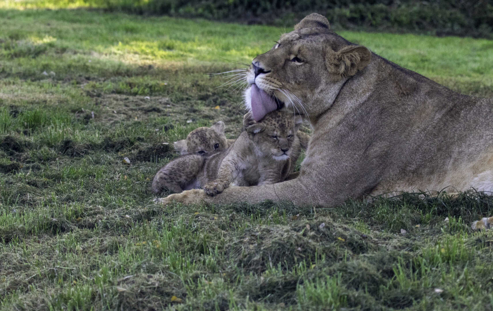 naissance de lionceaux au CERZA en Normandie ©Wieczorek