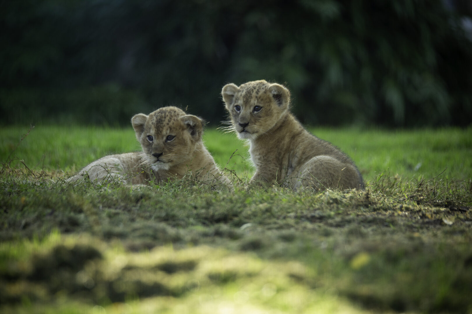 naissance de lionceaux au CERZA en Normandie ©Wieczorek