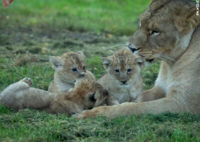 Naissance de 3 magnifiques lionnes au CERZA