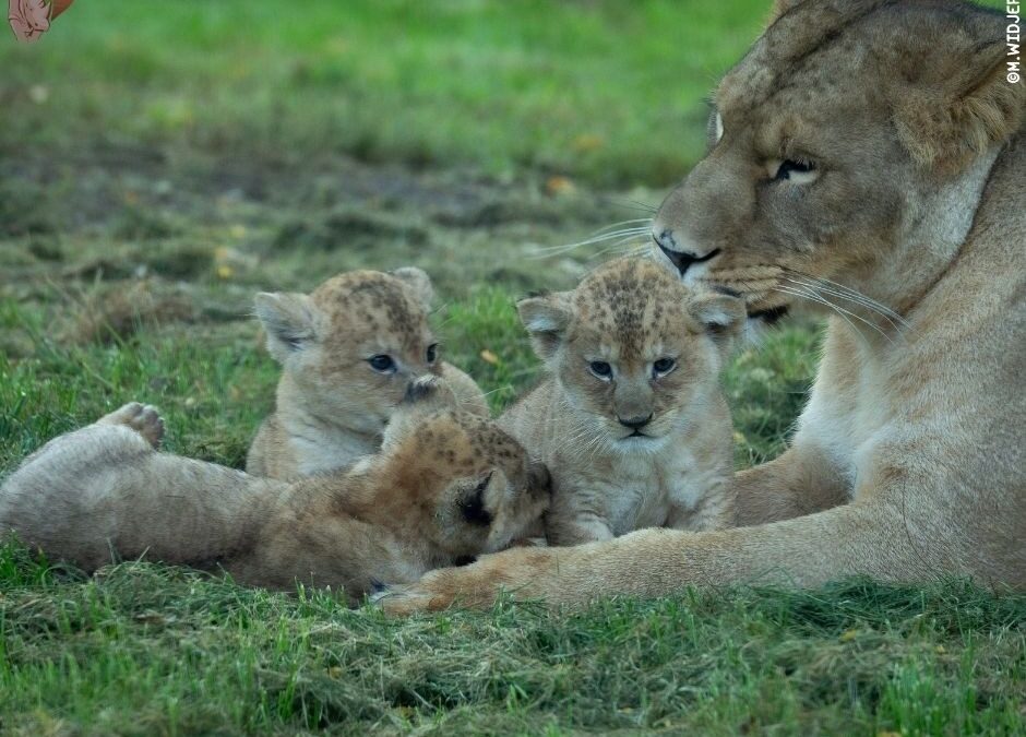 Naissance de 3 magnifiques lionnes au CERZA
