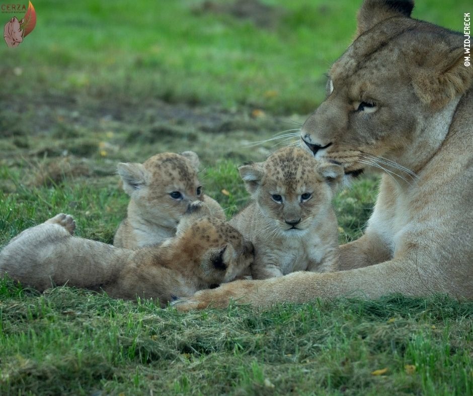 3 adorables petites lionnes sont nées au CERZA en Normandie ©Wieczorek
