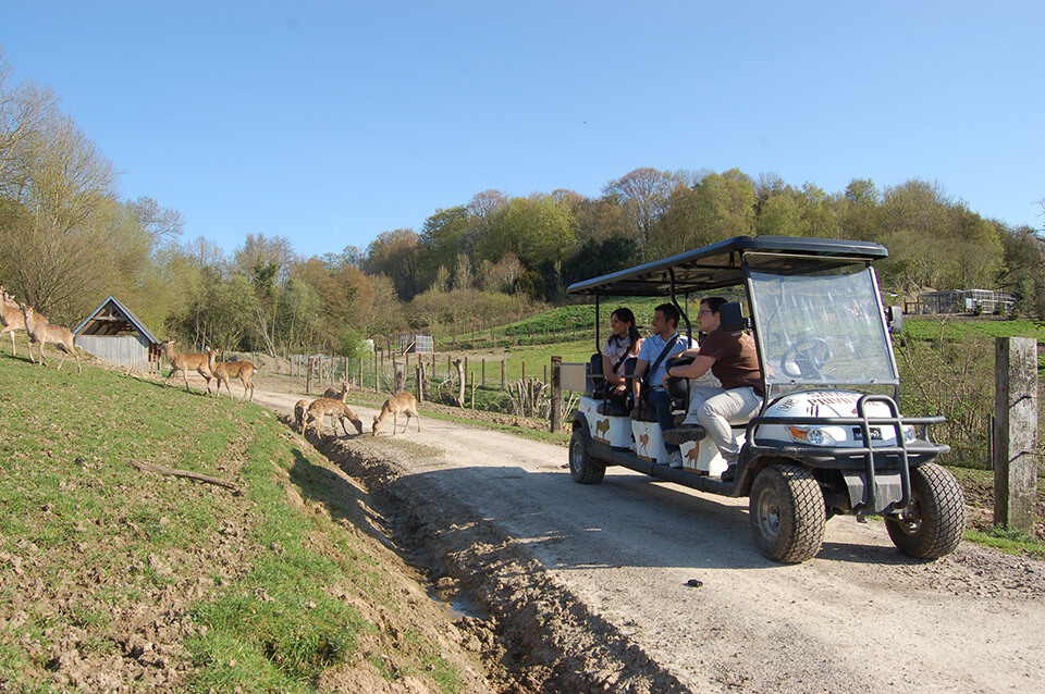 À bord d’un véhicule dédié, partez avec votre guide pour un safari inédit et personnalisé : une expérience hors du commun ! Découvrez le parc et ses nombreuses espèces par des chemins inaccessibles des visiteurs habituellement. Cela donne un autre point de vue sur les espèces du parcours.