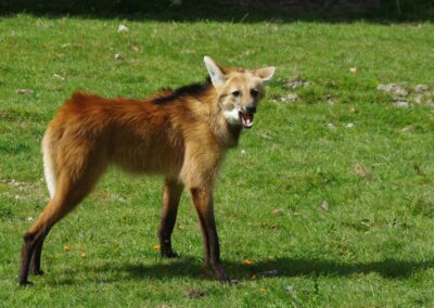 LOUP À CRINIÈRE