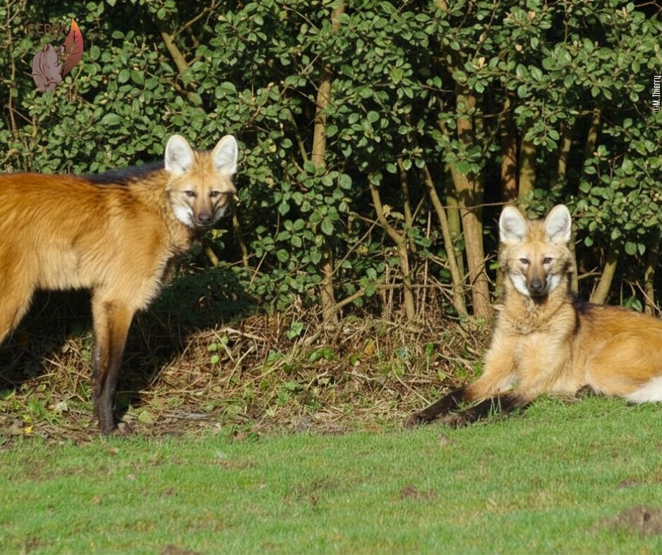 LOUPS A CRINIERE CERZA 2026 NOUVEAUT2