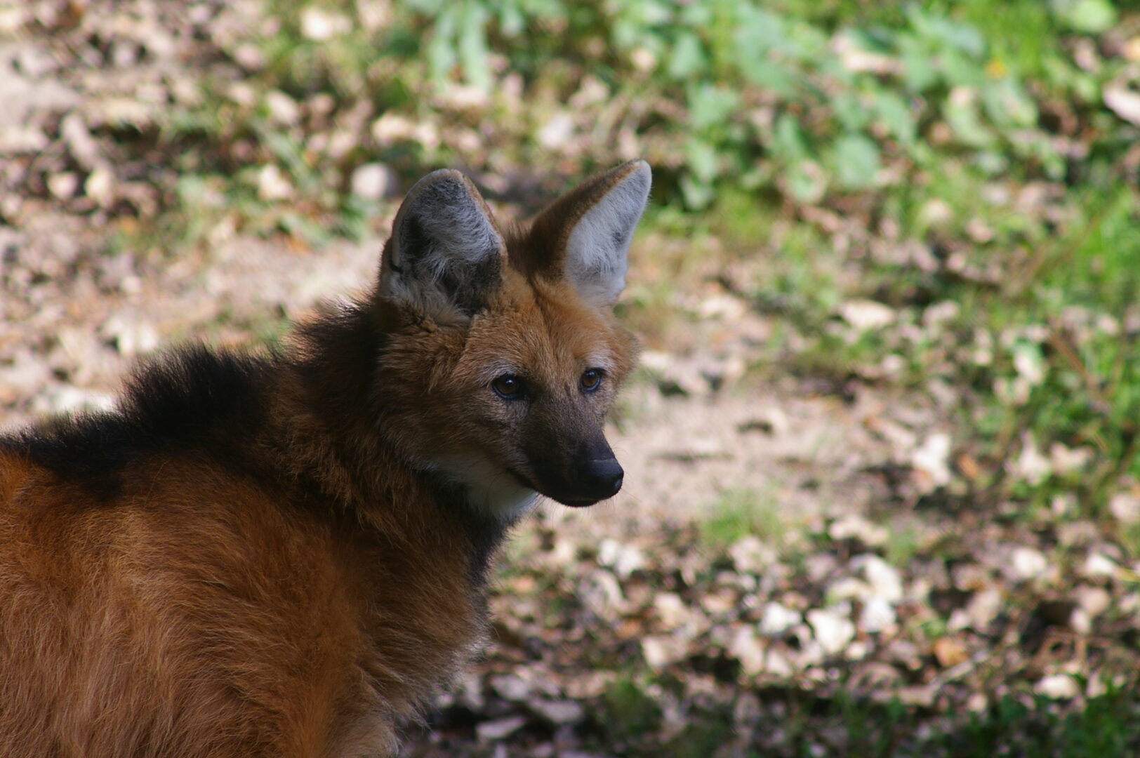 loup à crinière CERZA ©M.Thierry