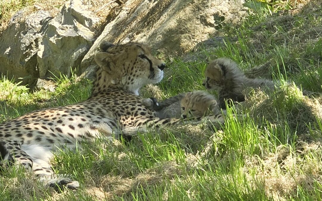 Rare! Naissance de 2 guépards du nord au CERZA