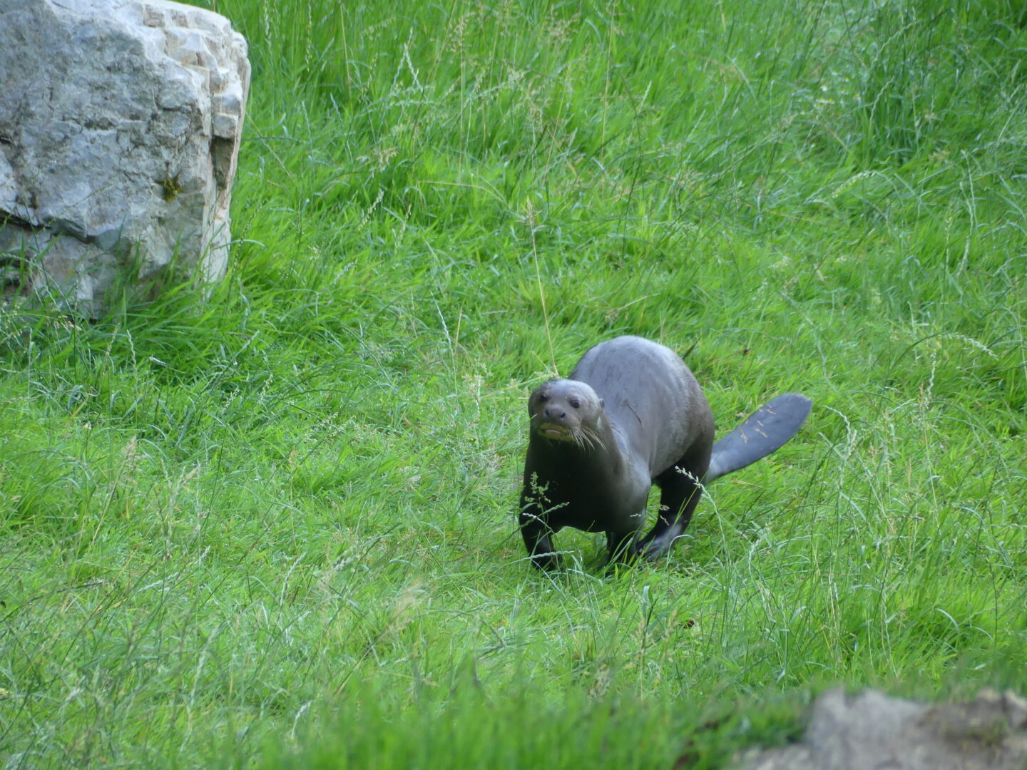 LOUTRE GEANTE CERZA 2026 @D GRANDJEAN
