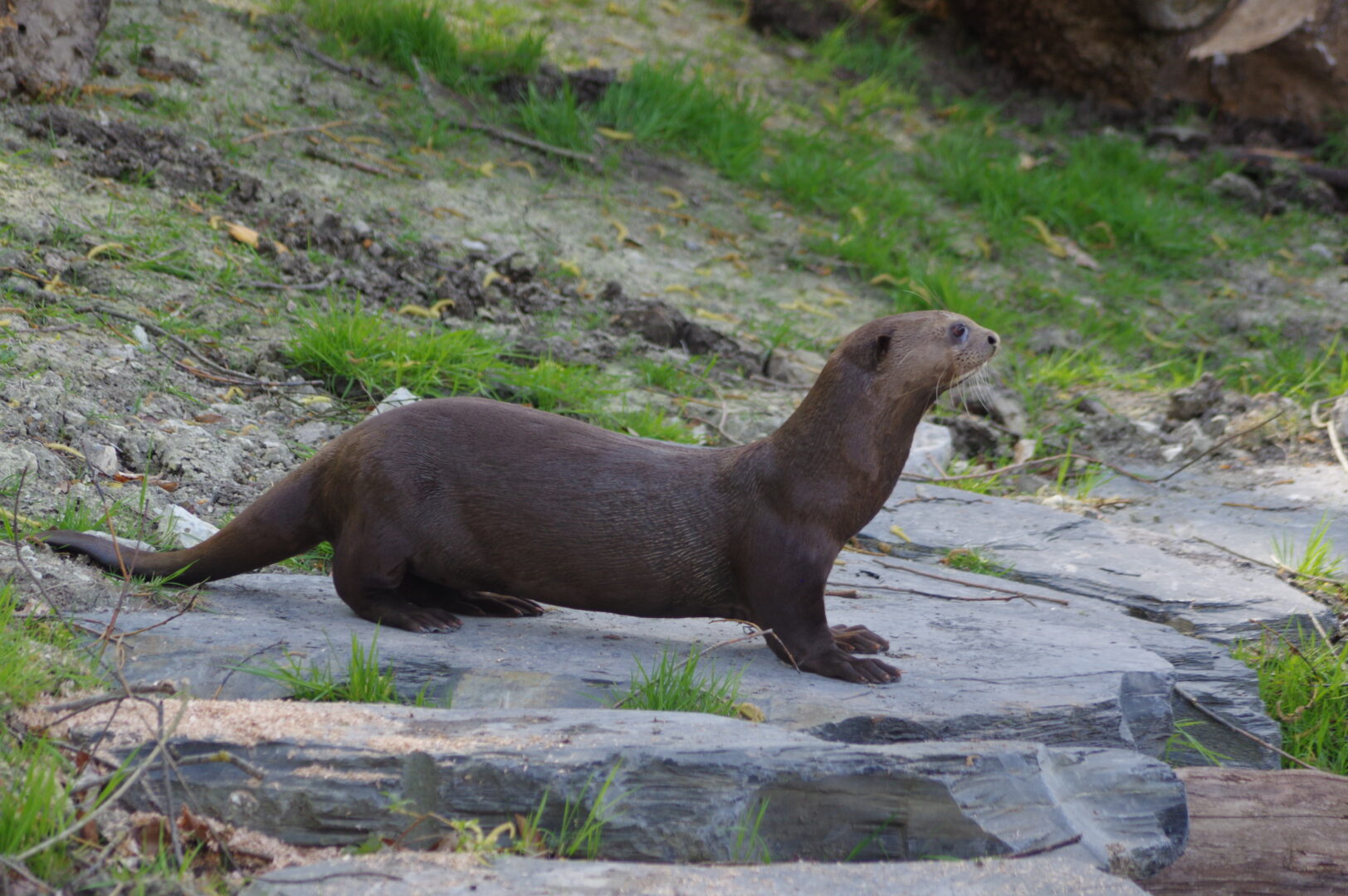 LOUTRE GEANTE ZOO CERZA 2026 NORMANDIE ©M.THIERRY