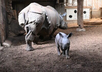 Naissance incroyable : 1 bébé rhinocéros indien est né au CERZA