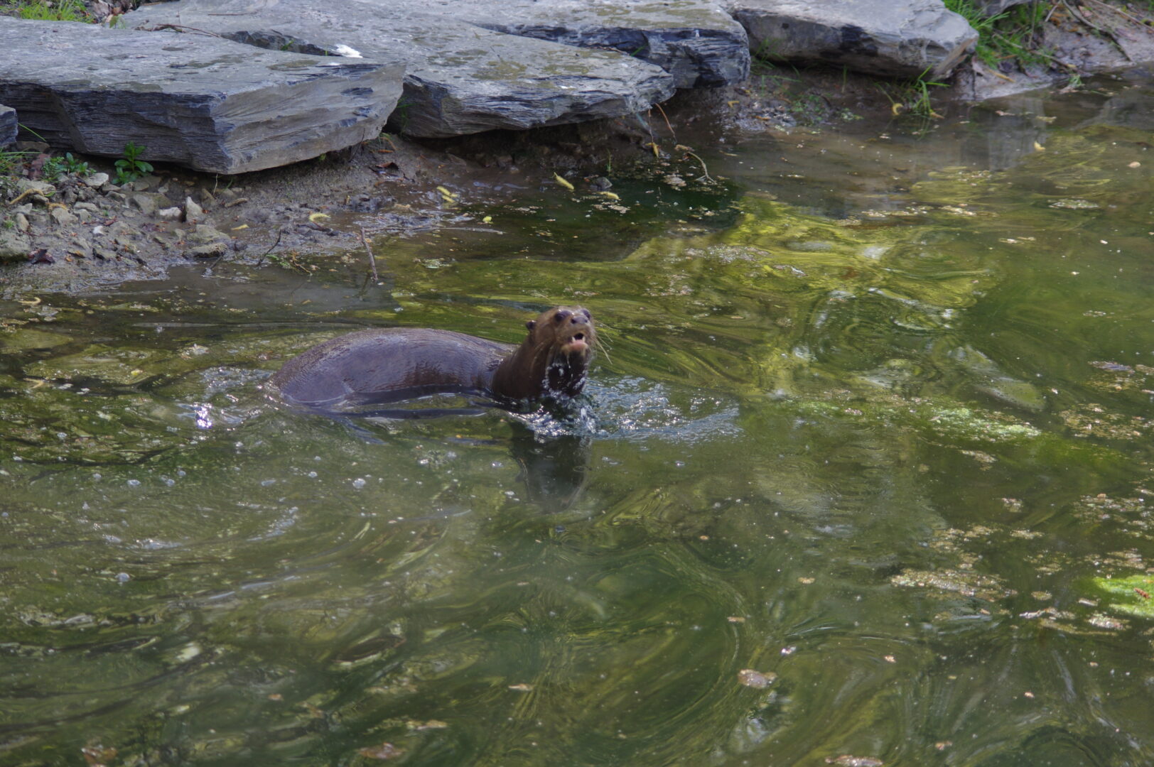 LOUTRE GEANTE ZOO DE CERZA©M.THIERRY AVRIL 2026