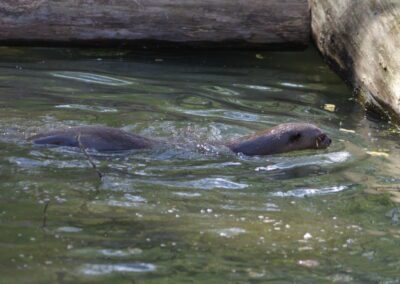 LOUTRE GÉANTE