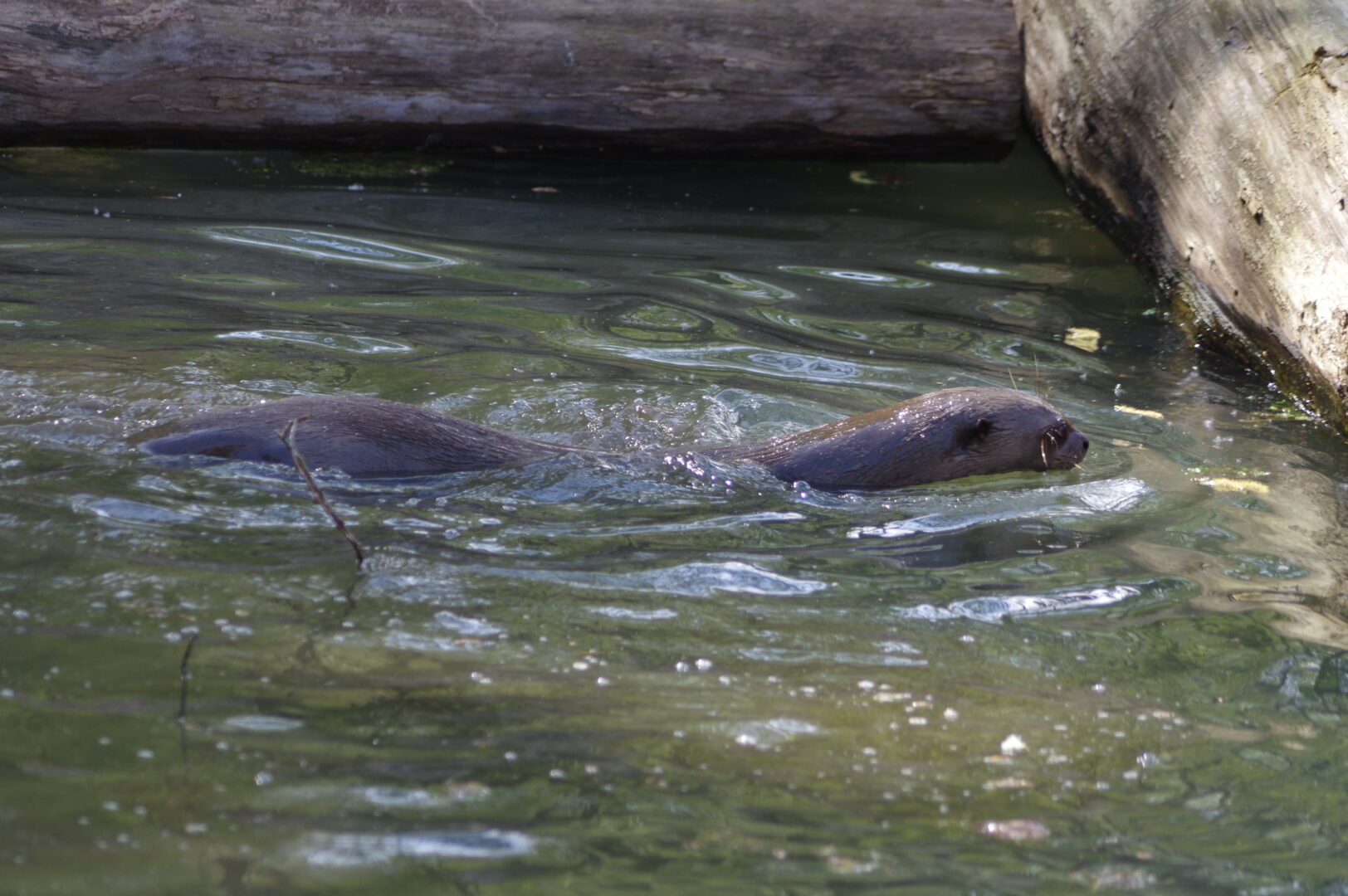 Loutres géantes dans son bassin au zoo de CERZA ©M.thierry